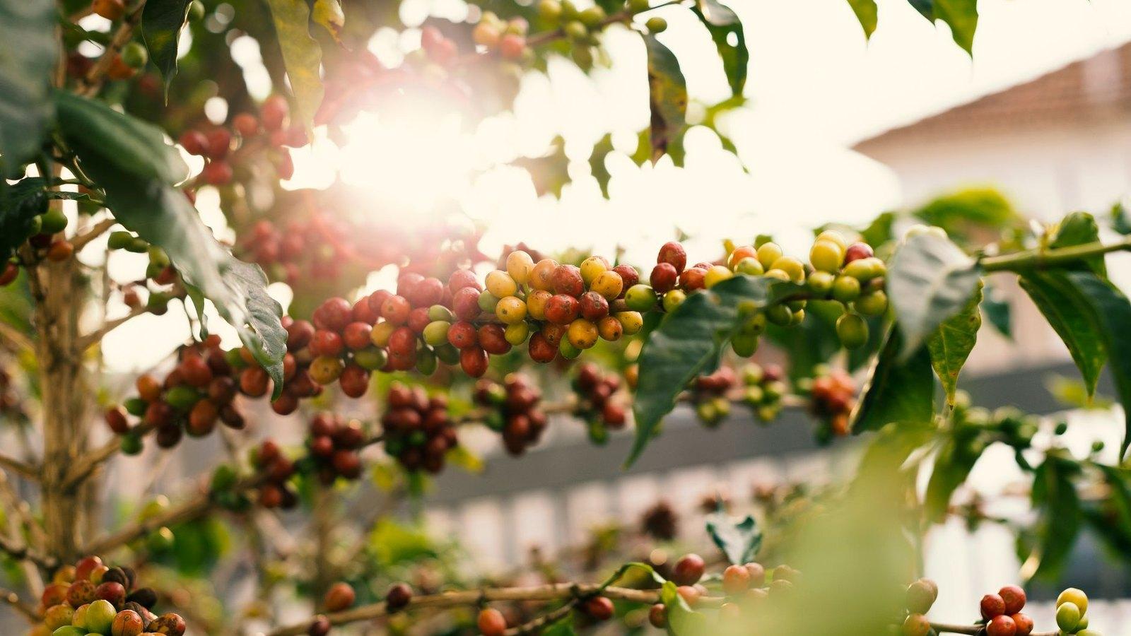 Ripe red and yellow coffee cherries on the branch in warm sunlight